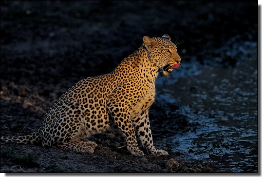 La photo du mois - Lopard femelle (Karula) - Sabi Sand - Afrique du Sud